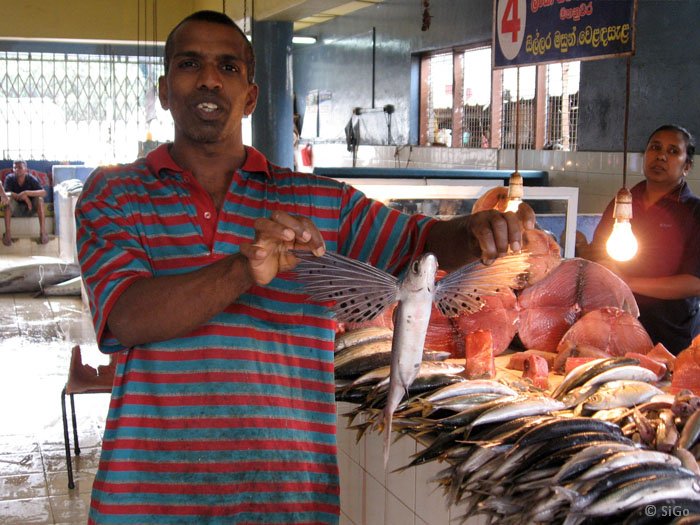 markt fisch