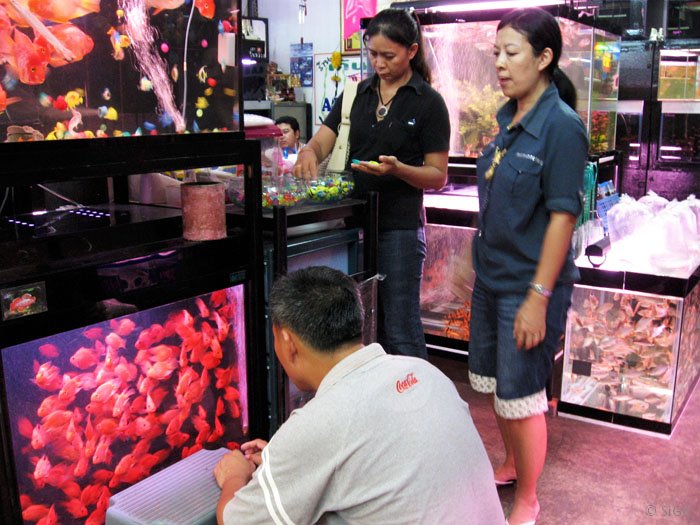 markt bangkok